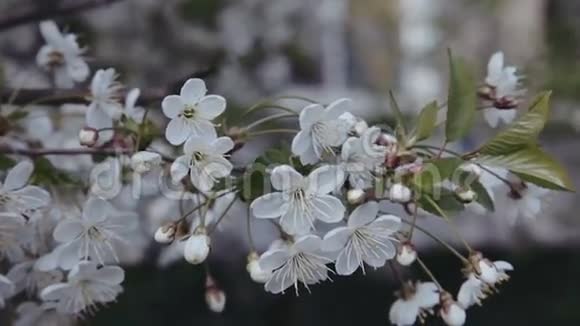 樱桃树的白色花朵视频的预览图