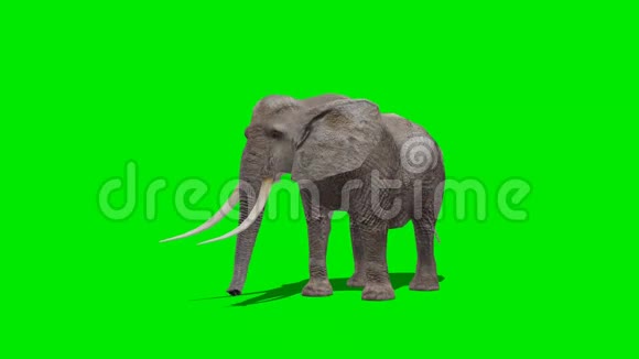 大象吃绿色屏幕视频的预览图