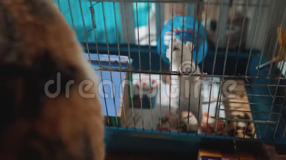 猫在笼子里抓到一只白色宠物老鼠慢动作视频猫在玩老鼠老鼠的有趣视频猫猫视频的预览图