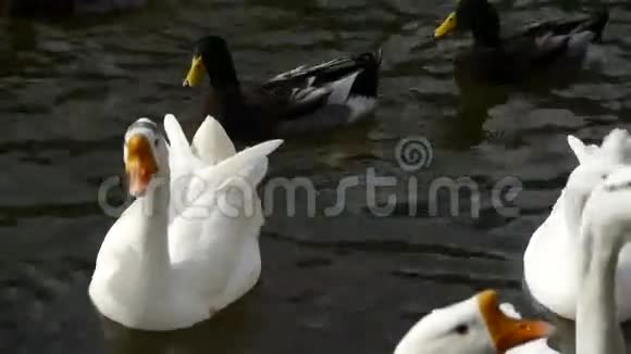 鸭子鹅和天鹅在水上游泳湖上视频的预览图