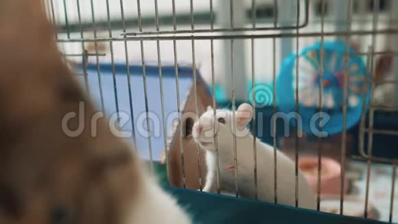 猫在笼子里抓到一只白色宠物老鼠慢动作视频猫和老鼠玩耍的生活方式视频的预览图