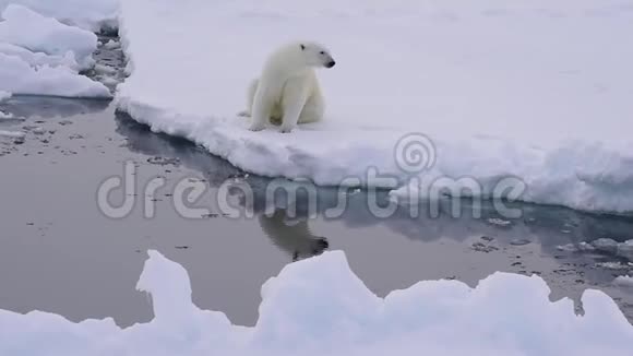 冰面上的北极熊视频的预览图