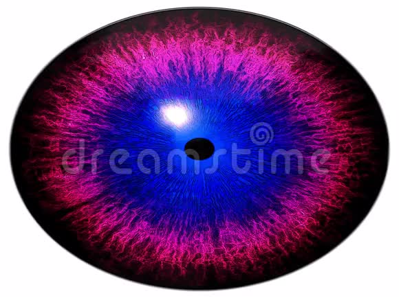 奇怪的外星眼睛动物眼与紫色虹膜细节视图成灯泡学生的行动视频的预览图
