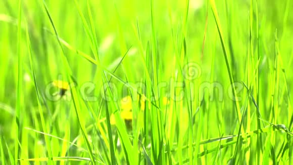 生机勃勃的绿草特写绿草如茵绿草和美景的抽象自然背景视频的预览图