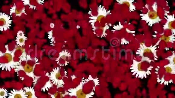 玫瑰花瓣雏菊形花圈婚礼情人节背景视频的预览图