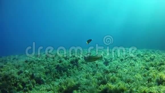 小礁鱼在礁石里游泳视频的预览图