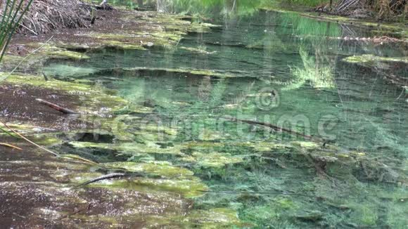 新西兰河流和湖泊景观中的森林视频的预览图