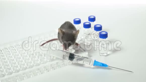 一只灰色实验室小鼠有免疫板注射器和小瓶概念药物疫苗的检验视频的预览图