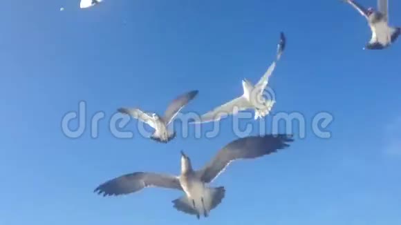 海鸥飞来飞去互相呼喊互相攻击以捕捉被人抛掷的食物视频的预览图