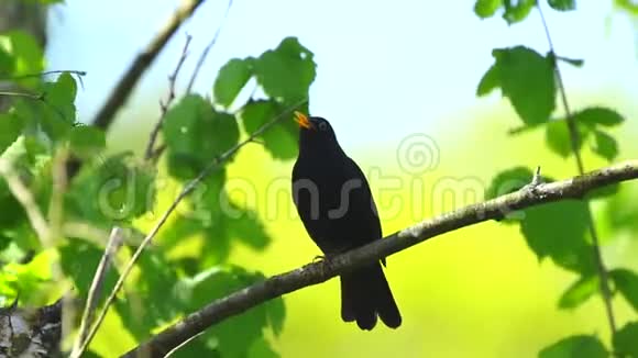 一只雄性的欧洲黑鸟视频的预览图