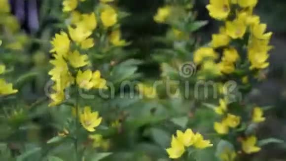 花园里的黄花特写高清镜头视频的预览图