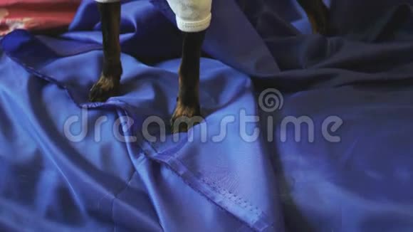 狗狗玩具狗在蓝色沙发上吠叫并在摄像机上摆姿势视频的预览图