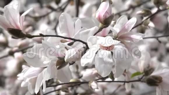 粉红色的木兰花开得很漂亮视频的预览图