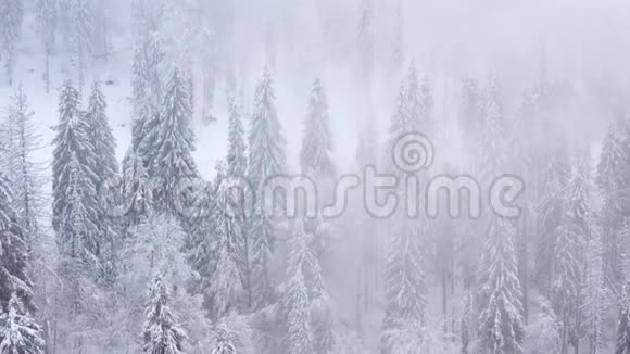 飞越暴风雪的雪山针叶林多雾不友好的冬季天气视频的预览图