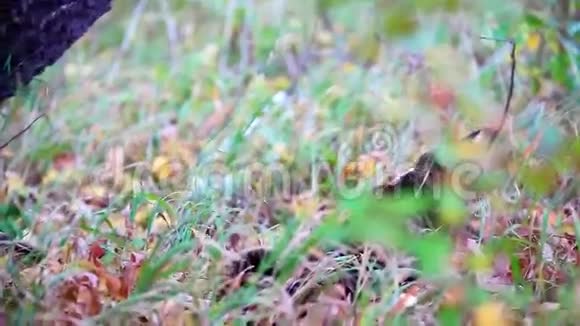 秋天树下的大缅因猫视频的预览图