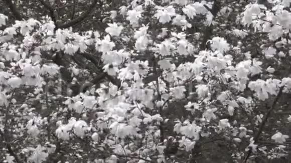 白色的木兰花开得很漂亮视频的预览图