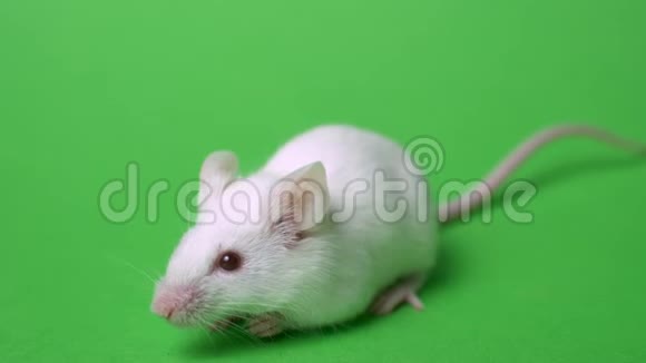绿色背景上的白色鼠标视频的预览图