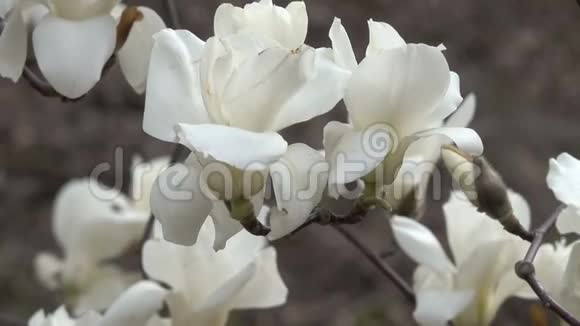 白色的木兰花开得很漂亮视频的预览图