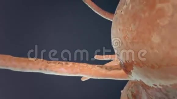 飞越橙色寨卡或HPV病毒病毒细胞的极端特写科学视频的预览图