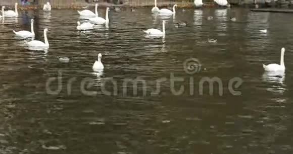 水欧洲的鸭子视频的预览图