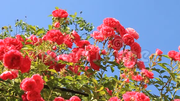 天然玫瑰视频的预览图