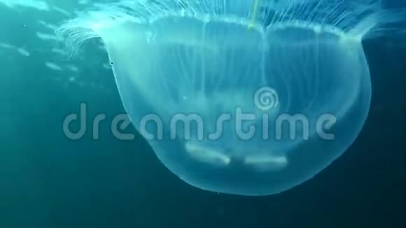 漂浮在水柱中的水母奥雷利亚视频的预览图