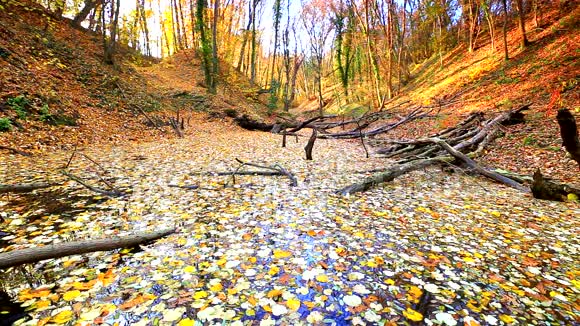森林里长满黄叶的小湖视频的预览图