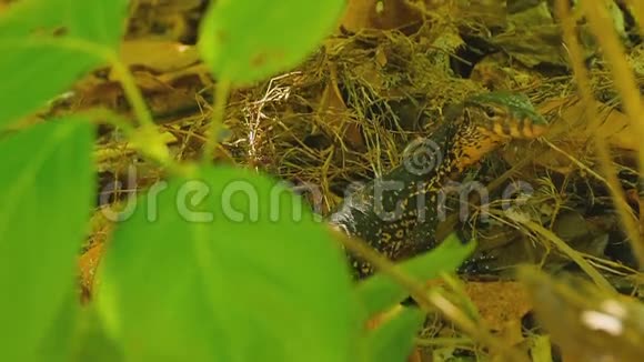 大鳞苋属植物视频的预览图