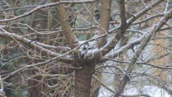 冬天树上的雪视频的预览图