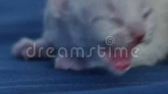 英国北方紫丁香新生小猫喵喵叫特写视频的预览图