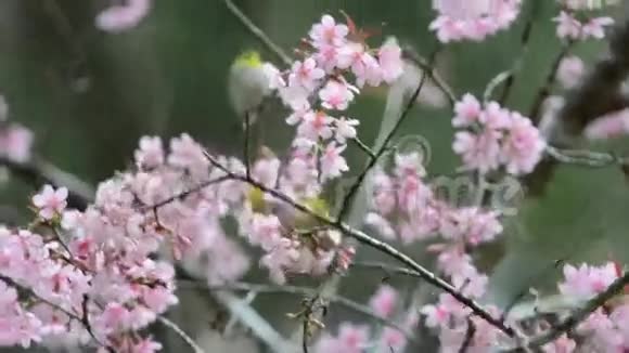 泰国清迈樱花树上的鸟视频的预览图