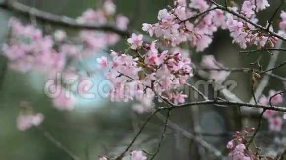 泰国清迈樱花树上的鸟视频的预览图