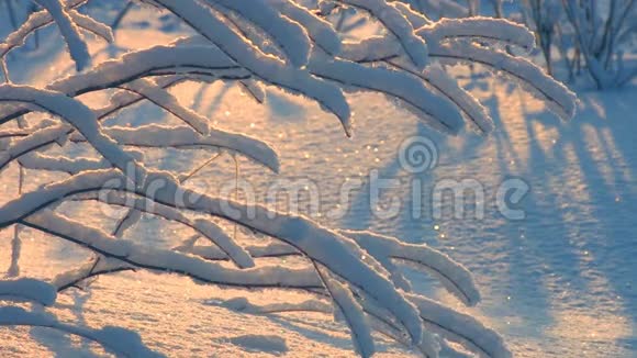 雪中的树枝视频的预览图