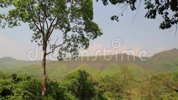 泰国埃拉万国家公园的树木视频的预览图