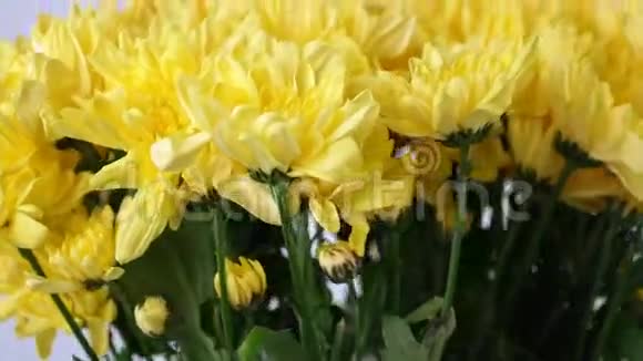 花花束在白色背景上旋转花组成由黄色菊花组成视频的预览图