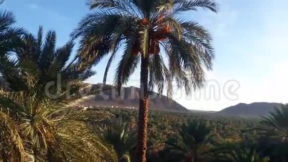 菲格绿洲棕榈树谷视频的预览图