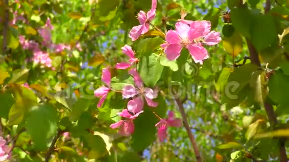 苹果树的粉红色花朵视频的预览图