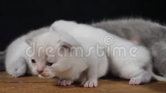 英国小猫独立肖像木制背景视频的预览图