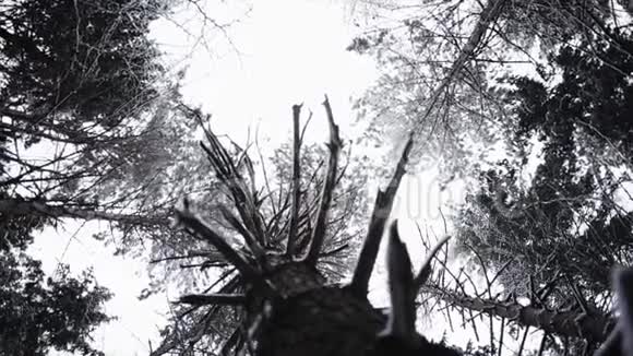 冬季森林视频的预览图