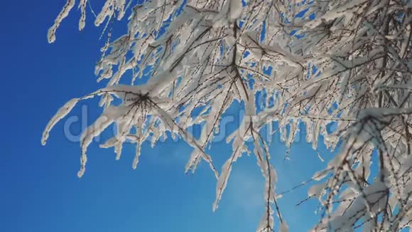 枯冻的榆树在冰枝上冬天白天雪在雪的阳光下阳光照耀着美丽的风景干树榆树视频的预览图