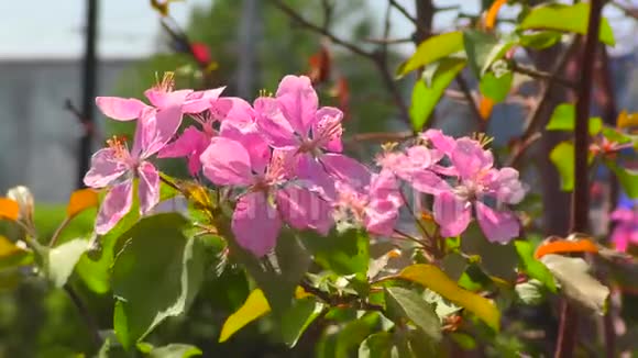 苹果树的粉红色花朵视频的预览图