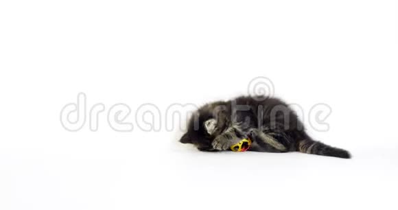 棕色斑纹斑纹斑纹缅因浣熊家猫小猫打白背景诺曼底在法国视频的预览图