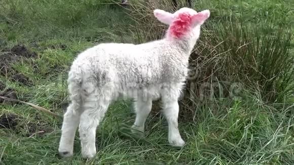 在爱尔兰的田地里放牧的可爱的小羊羔视频的预览图