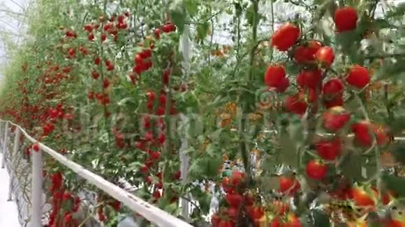 在泰国北部的一个农场里种植成熟的天然西红柿视频的预览图