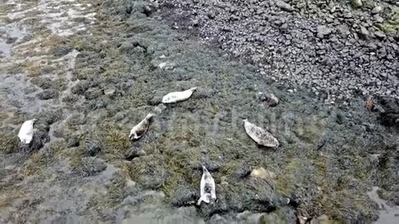 苏格兰海豹群的鸟瞰图英国视频的预览图