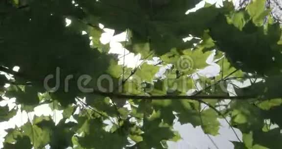 有绿叶的枫树的枝条视频的预览图