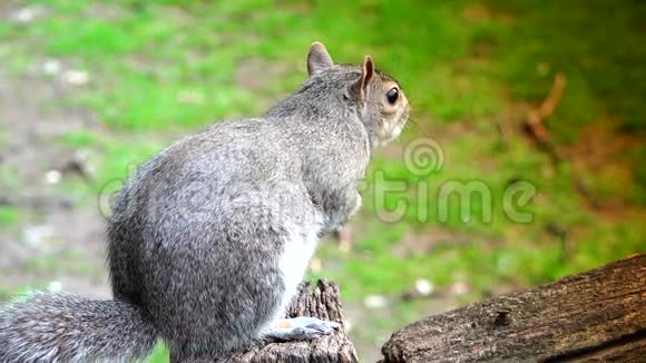超高清4k实时东灰松鼠在公园吃种子视频的预览图
