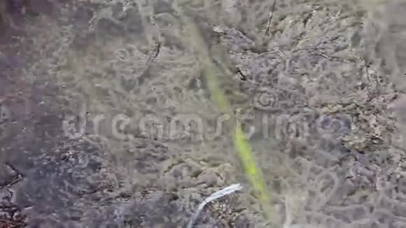 派克珀奇孵化场视频的预览图