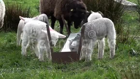 在爱尔兰的田地里放牧的可爱的小羊羔视频的预览图