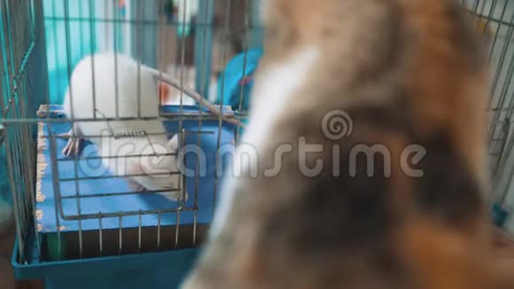 猫在笼子里抓到一只白色宠物老鼠慢动作视频猫在和老鼠玩生活方式滑稽视频的预览图